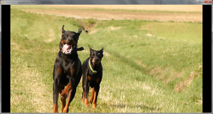 Ronja del Pais Baviera Ronja del Pais Baviera