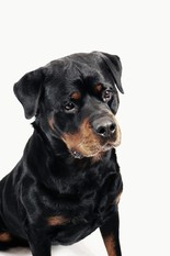 Quincy von der Berghalbinsel Quincy von der Berghalbinsel