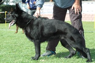Hasco von der Teufelskehle Hasco von der Teufelskehle