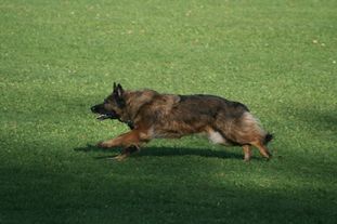 Adara von der Hohen Brach Adara von der Hohen Brach