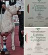 ginoruggieri@virgilio.it RUGGIERI ginoruggieri@virgilio.it RUGGIERI