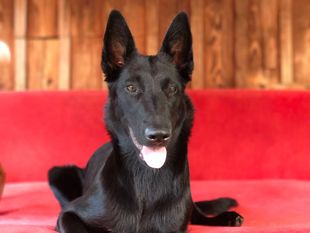 Gipsy Perro de la Casa Negra Gipsy Perro de la Casa Negra