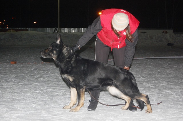 pike del lupo nero tiekerhook Pozrite si na working-dog všetky informácie o plánovanom vrhu chovateľskej stanice v tiekerhook: po xoltan von peroh a nina van tiekerhook. pike del lupo nero tiekerhook Pozrite si na working-dog všetky informácie o plánovanom vrhu chovateľskej stanice v tiekerhook: po xoltan von peroh a nina van tiekerhook.