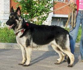 Velskaya Druzhina Del'Fa Velskaya Druzhina Del'Fa