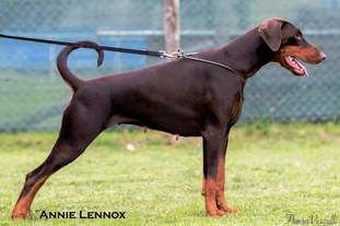 Annie Lennox (LOI 1537811) Annie Lennox (LOI 1537811)