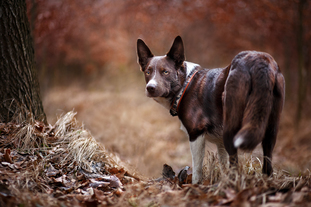 Mawlch Rusty Mawlch Rusty