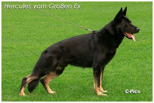 Hercules vom Großen Ex Hercules vom Großen Ex