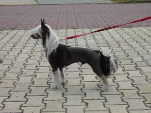 Kendi Z Jasne Hvezdy Kendi Z Jasne Hvezdy