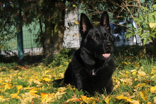 Barkley vom Wetterauer Land Barkley vom Wetterauer Land