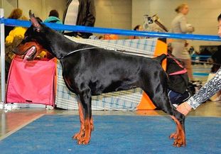 Zarina Mare Nero de Grande Vinko Zarina Mare Nero de Grande Vinko