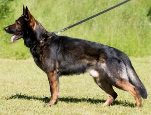 Ares vom Geiersbühl Ares vom Geiersbühl