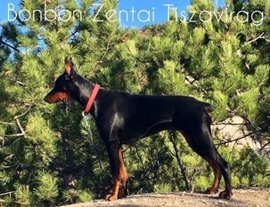 Bonbon Zentai Tiszavirág Bonbon Zentai Tiszavirág