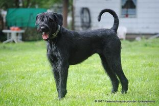Noire von der Junkersmeute Noire von der Junkersmeute