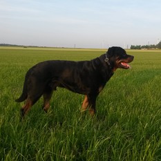 Lex von St. Niclas Lex von St. Niclas