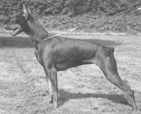 Nixe von der Weyermühle Nixe von der Weyermühle