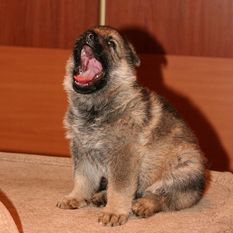 Stella iz doma Slavija Stella iz doma Slavija