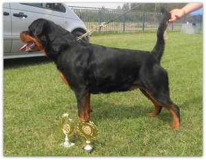 Daxi Brcko Star Daxi Brcko Star