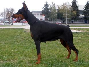 Cona van Wolf Stamm Cona van Wolf Stamm