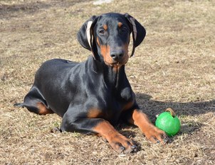 Dobechester Eleos Dobechester Eleos