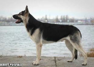Aleant Velemir Aleant Velemir