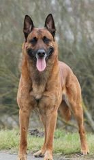 Goliatt LOSH 1022255 (Cokic) Goliatt LOSH 1022255 (Cokic)