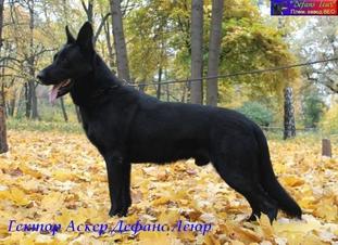 Gektor Asker Defans Leur Gektor Asker Defans Leur