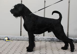 Widu von Blackmoore Widu von Blackmoore
