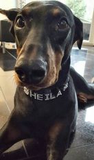Sheila (Mill) Sheila (Mill)