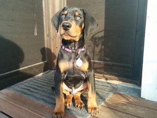 Dobechester Epic Dobechester Epic
