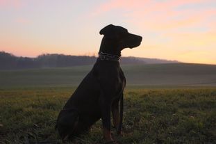 Nero (Kirchberger) Nero (Kirchberger)