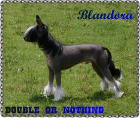 Blandora Double Or Nothing Blandora Double Or Nothing