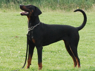 Eena from the Dobergang Eena from the Dobergang