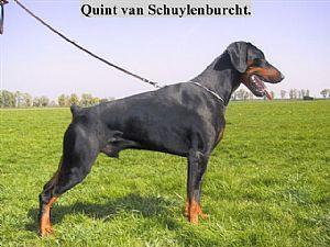 Quint-castor van Schuylenburcht Quint-castor van Schuylenburcht