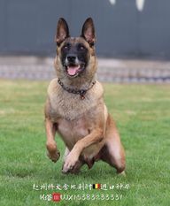 Luwigana's Akita Luwigana's Akita