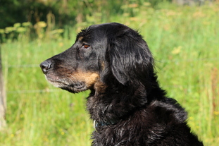 Elisca vom Bohrertal Elisca vom Bohrertal