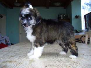Be My Dog's Kung Chu Be My Dog's Kung Chu