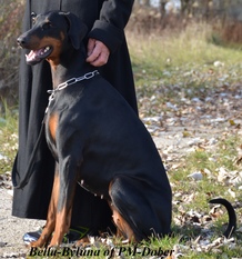 Bella-Byluna of PM-Dober Bella-Byluna of PM-Dober
