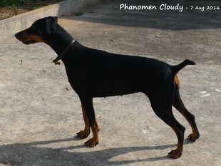 Phanomen Cloudy Phanomen Cloudy