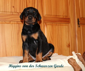 Higgins von der Schwarzen Garde Higgins von der Schwarzen Garde