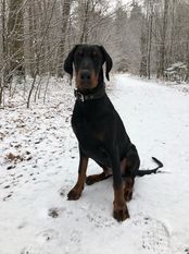 Iolando von der Zonser Heide Iolando von der Zonser Heide