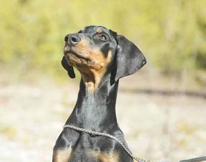 Dobechester Eileithyia Dobechester Eileithyia