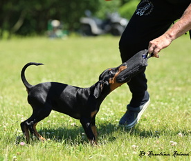 Diva European K9 training base Diva European K9 training base
