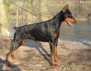 Lowa Lotos Black Novak Lowa Lotos Black Novak