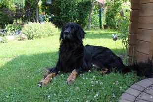 Boomer von den Grander Tannen Boomer von den Grander Tannen
