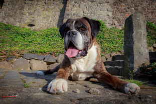 Elvis von der Siegperle Elvis von der Siegperle