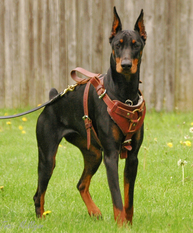 Rebholzer Ruffian Rebholzer Ruffian