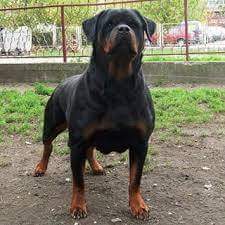 Dea Wonix Rott Dea Wonix Rott