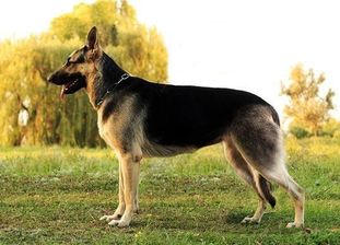 Felicia (Spilnik) Felicia (Spilnik)