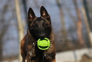 Belgian Tigers Malinoid Maddy Belgian Tigers Malinoid Maddy