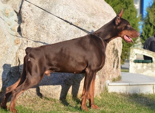 Q7 Quattro von Schwarze Kraft Q7 Quattro von Schwarze Kraft